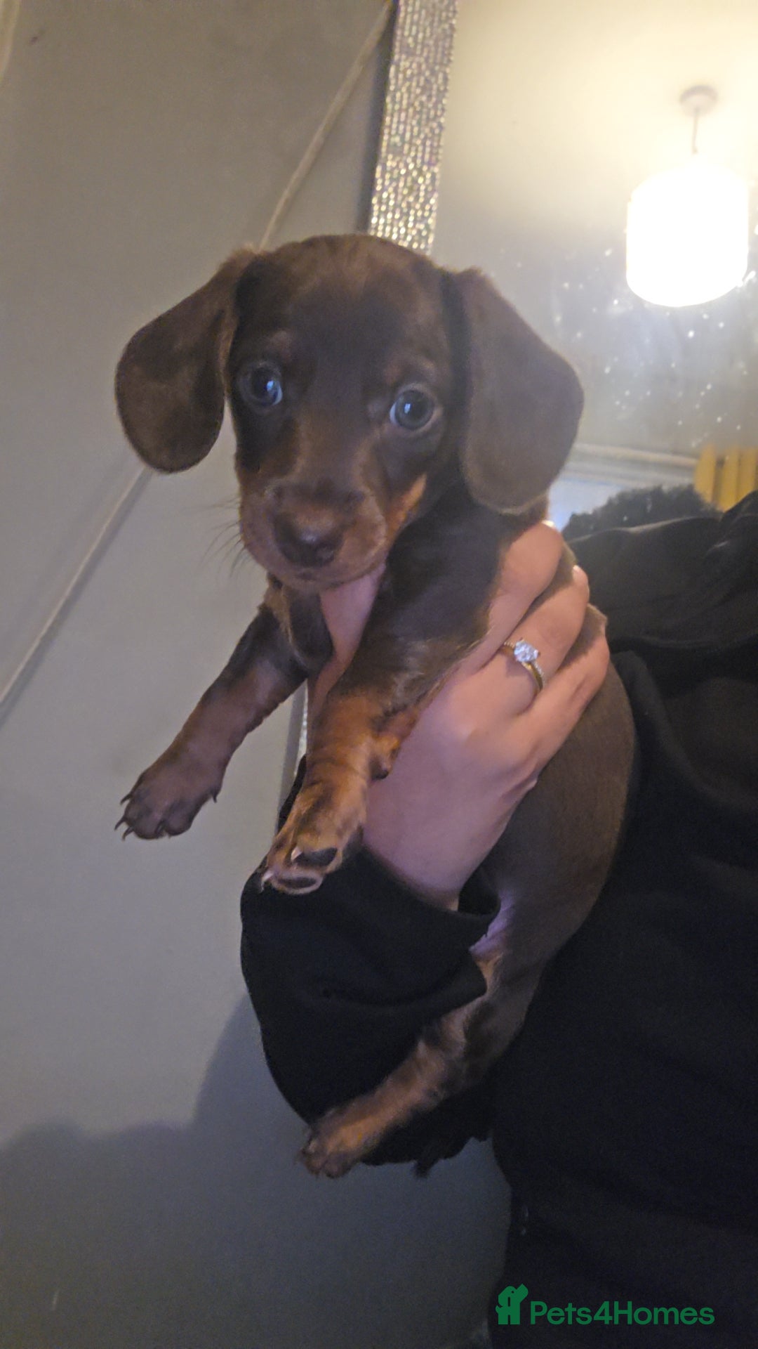 Miniature Dachshund dogs for sale: Miniature dachshund Puppies - Advert 17