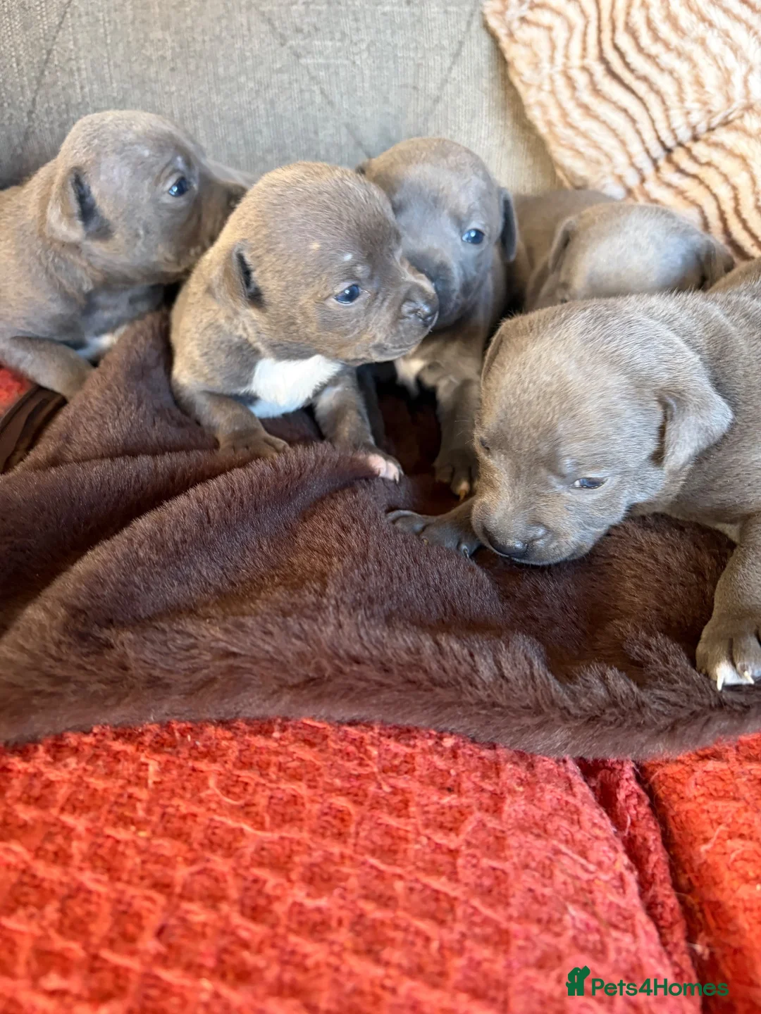 Staffordshire Bull Terrier dogs for sale: Blue Staffordshire bull terrier puppies  - Advert 16