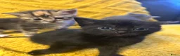 Domestic Shorthair cats for sale: 4 Beautiful Domestic Shorthair Kittens  - Advert 28