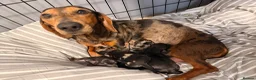 Miniature Dachshund dogs for sale: Four beautiful miniature dachshund puppies  - Advert 8