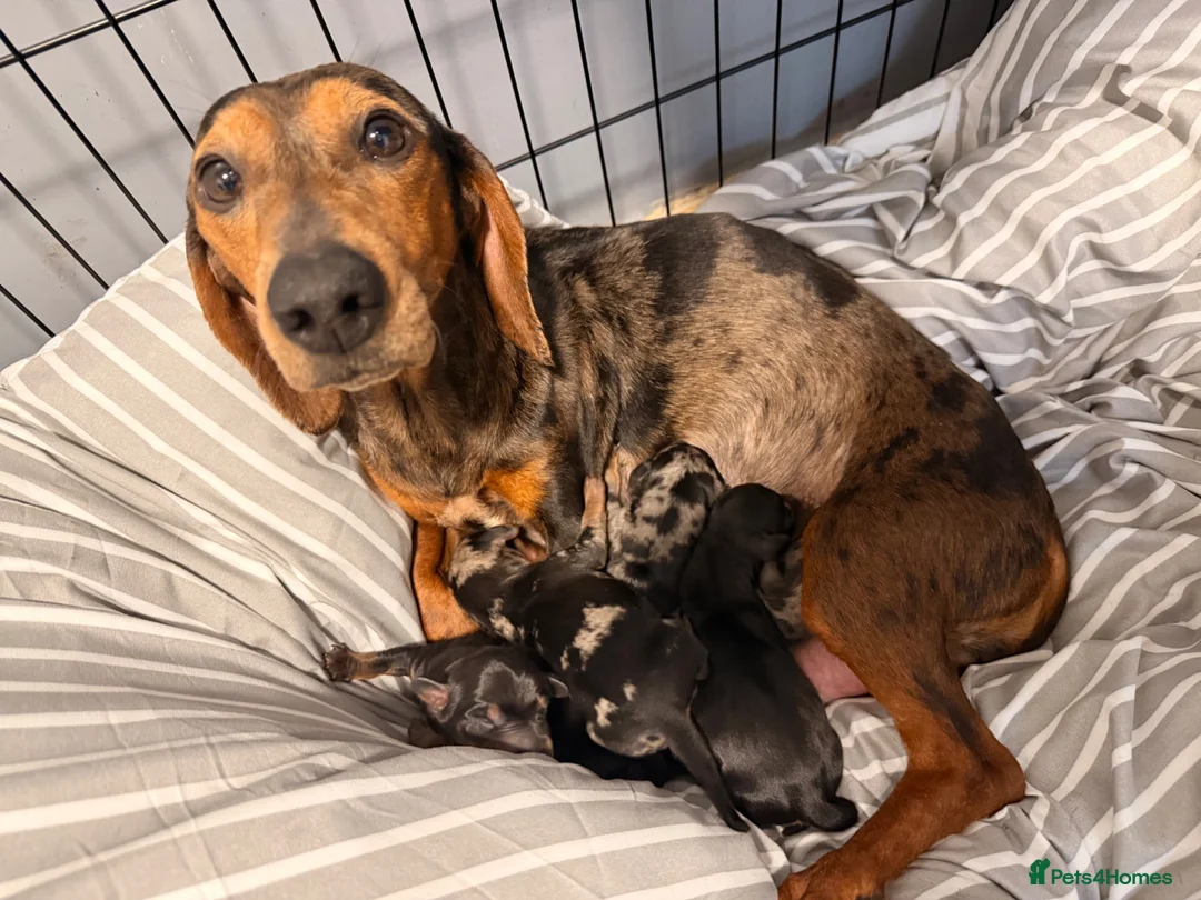 Miniature Dachshund dogs for sale: Four beautiful miniature dachshund puppies  - Advert 8