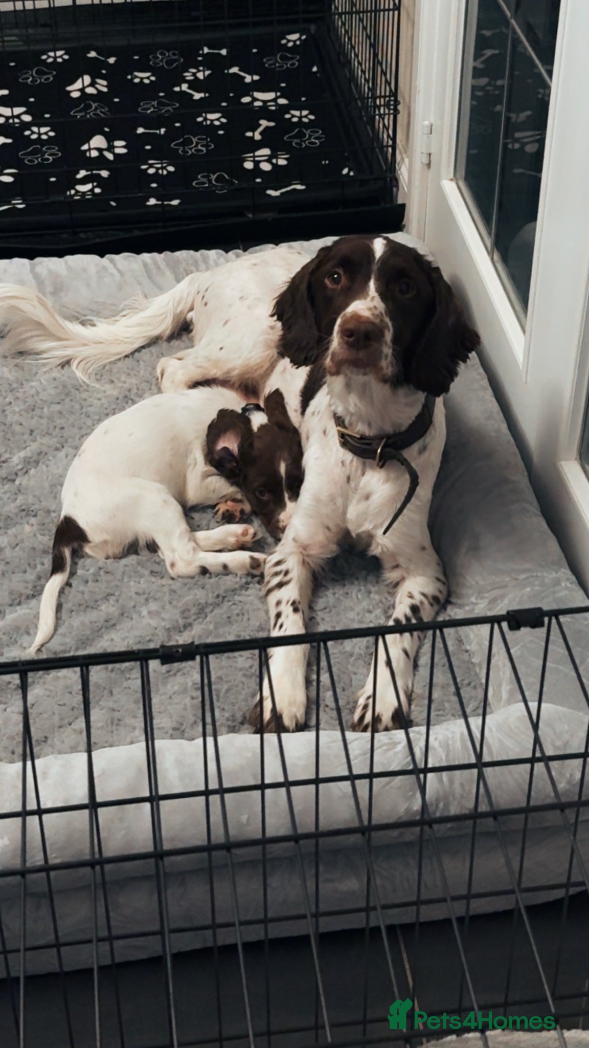 English Springer Spaniel dogs 14 Week Old Female Springer Spaniel  - Advert 4