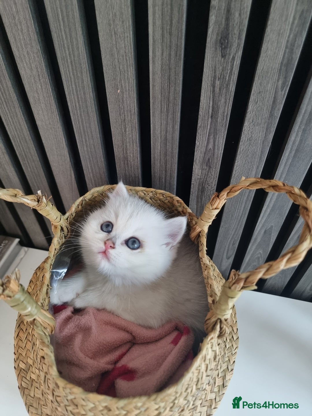 British Shorthair cats for sale: GCCF Chunky Silver tipped health tested parents - Image 15