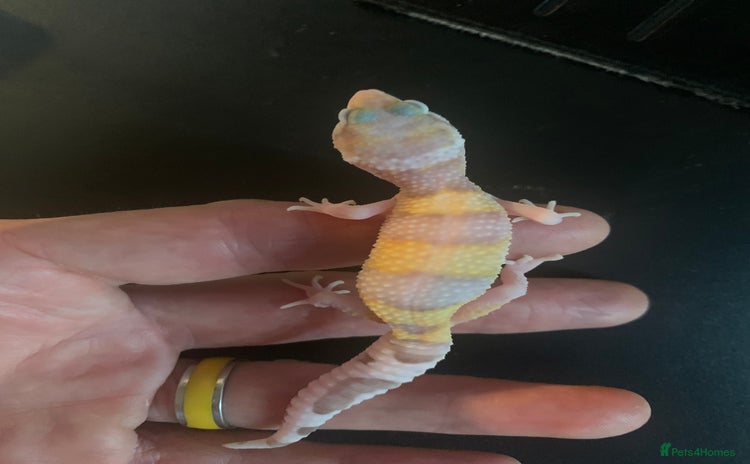 Leopard Gecko reptiles - Advert 10