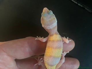 Leopard Gecko reptiles - Advert 27