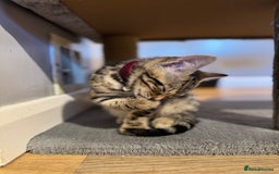 Bengal cats for sale: Ava’s Finest Pure Bengals, THREE Kittens Left. . . in Northampton - Image 23