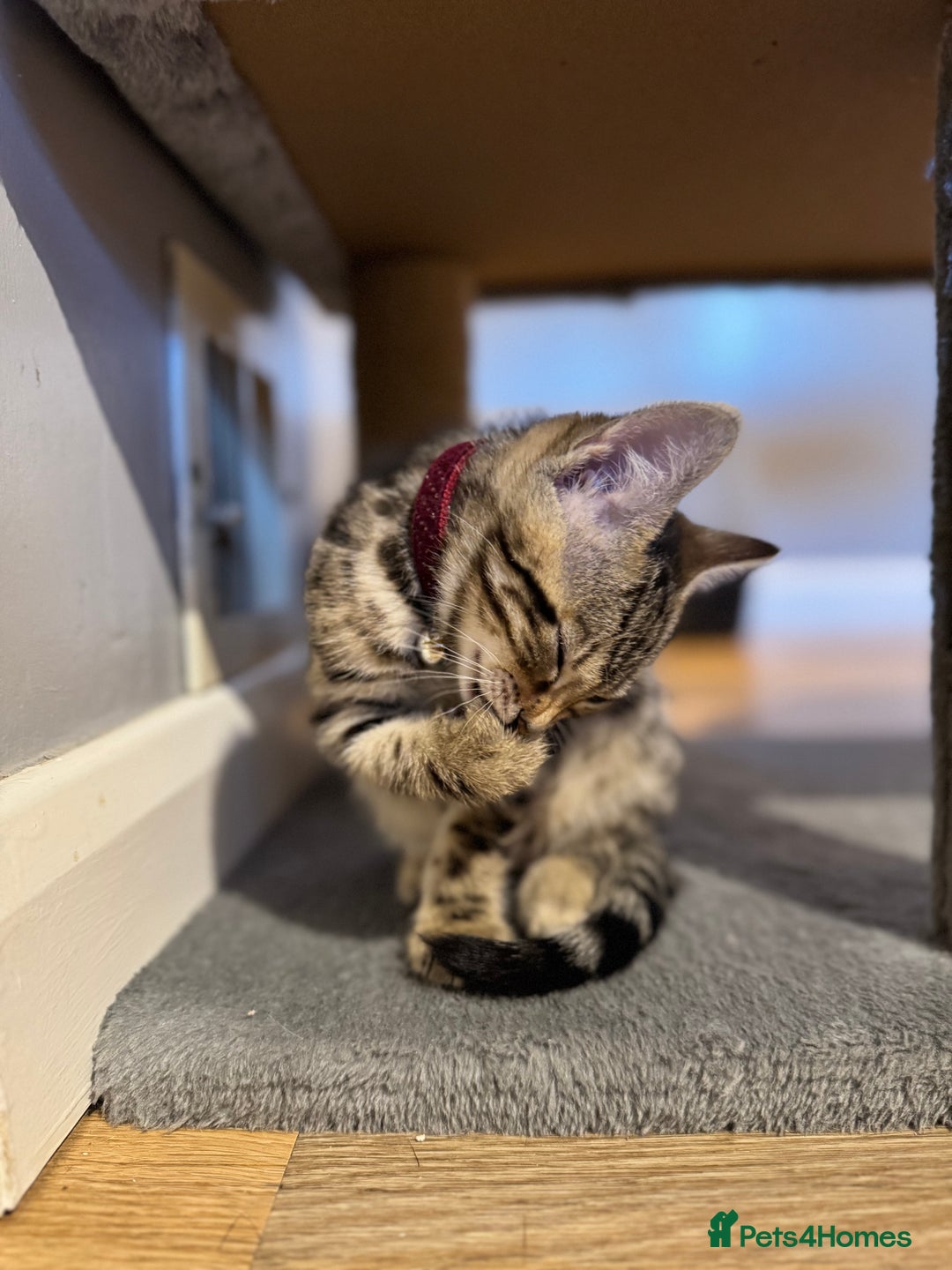 Bengal cats for sale: Ava’s Finest Pure Bengals, THREE Kittens Left. . . in Northampton - Image 23