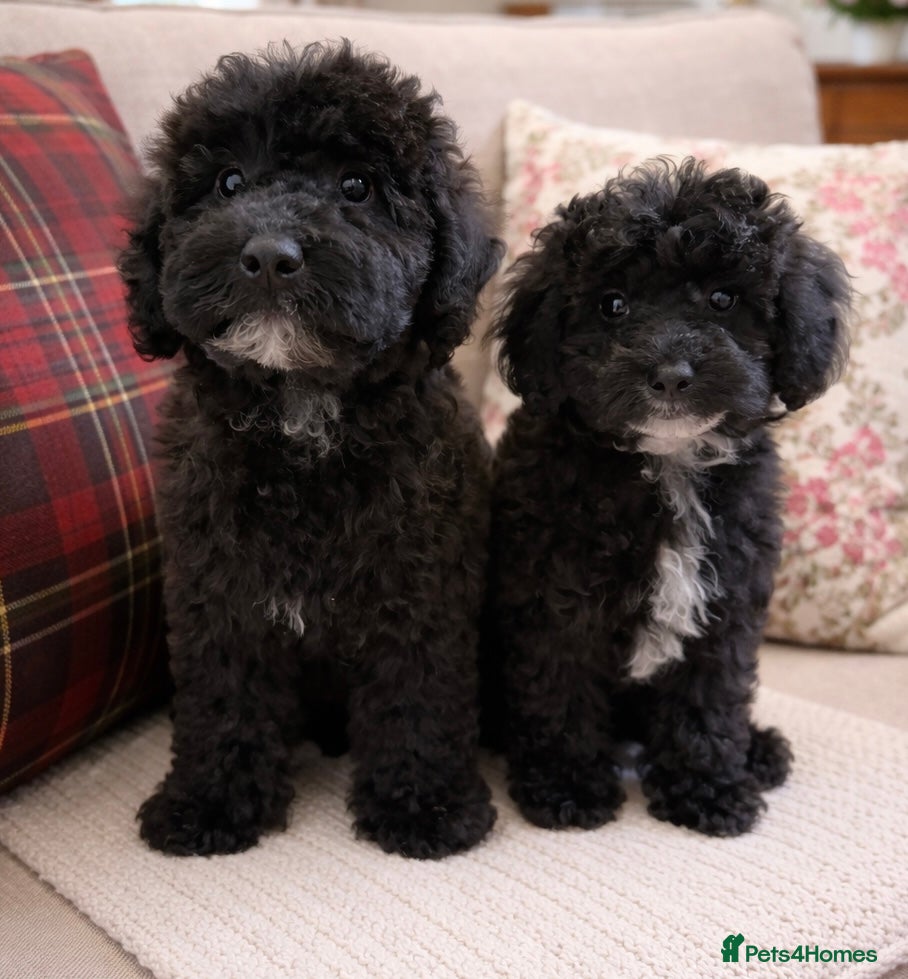 Miniature Poodle dogs Health tested Miniature poodles 🩷 - Advert 13