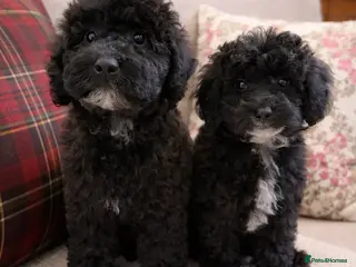 Miniature Poodle dogs Health tested Miniature poodles 🩷 - Advert 13