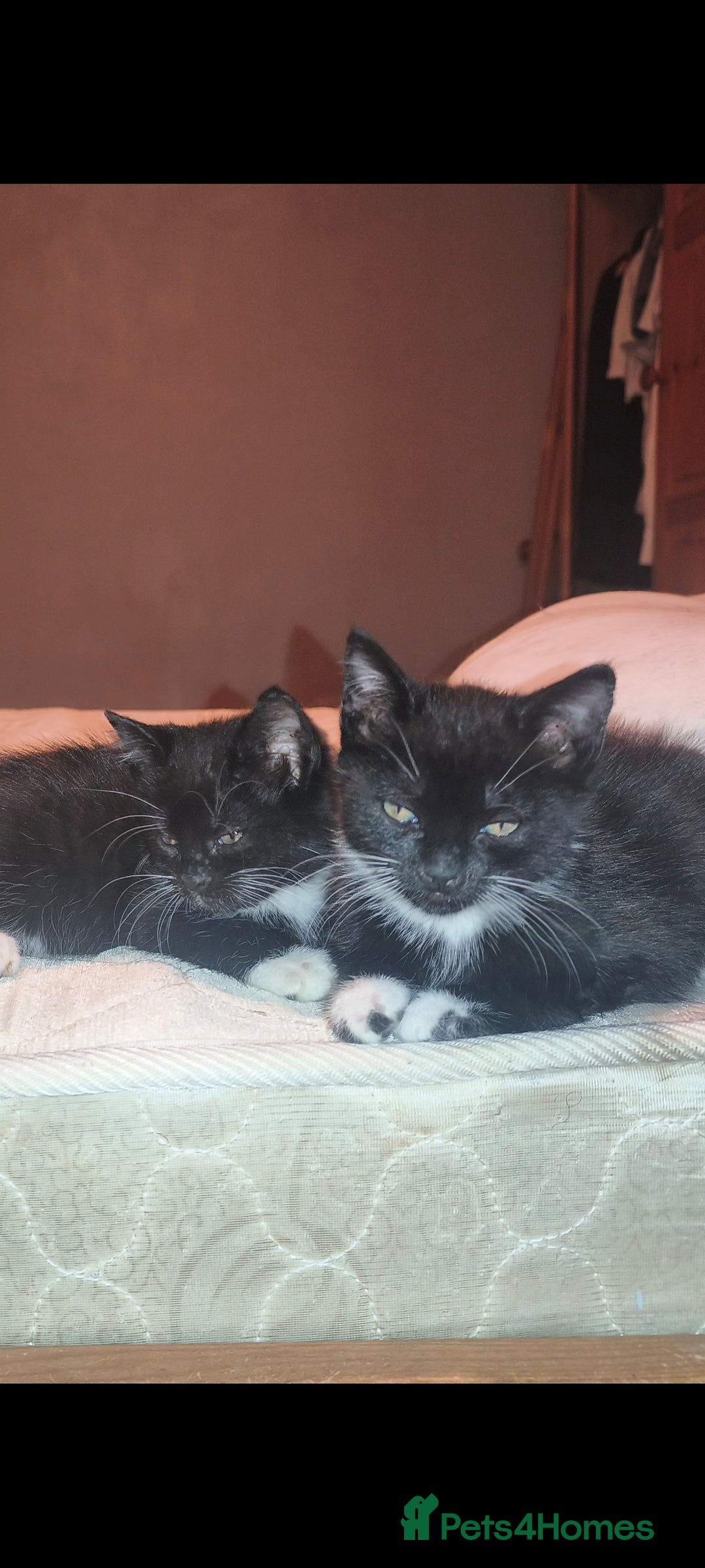 Mixed Breed cats for sale: Three Tuxedo Kittens Looking for Loving Homes - Advert 17