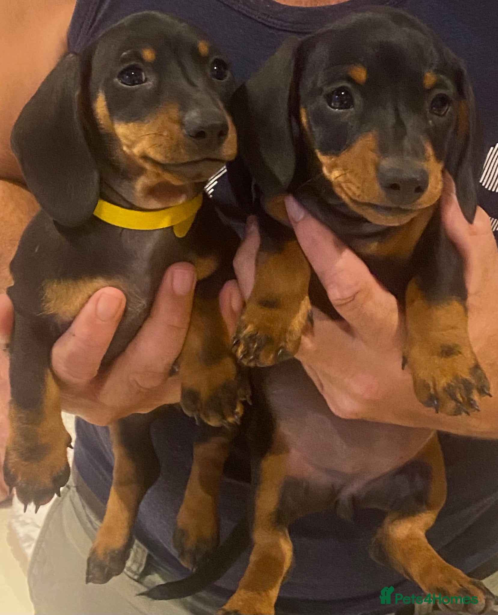 Miniature Dachshund dogs Miniature Dachshund Girls Ready to go now - Advert 9