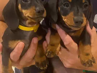 Miniature Dachshund dogs Miniature Dachshund Girls Ready to go now - Advert 9