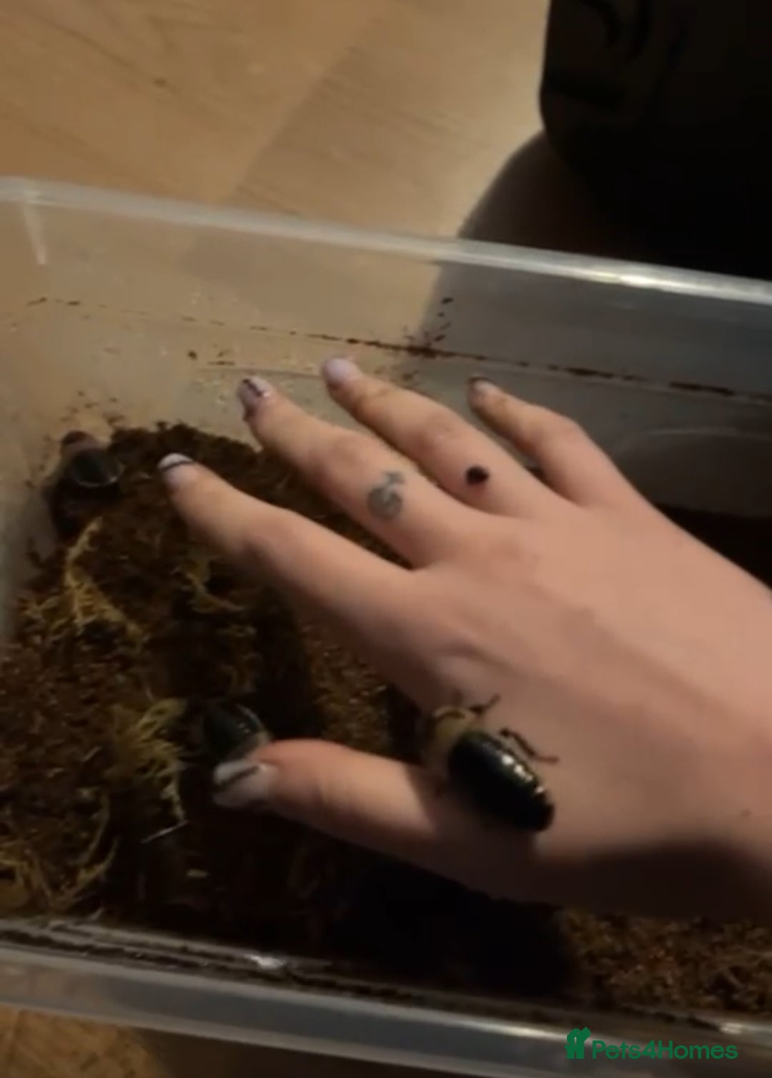 Mixed Breed invertebrates for sale: Mixed bugs for sale - Advert 7