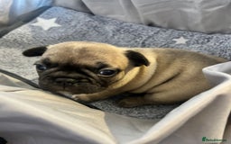French Bulldog dogs for sale: French bulldog pups! - Image 2