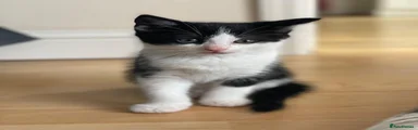 Ragdoll 2