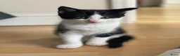 Ragdoll cats for sale: Ready now kitten- Ragdoll/British shorthair  - Advert 14