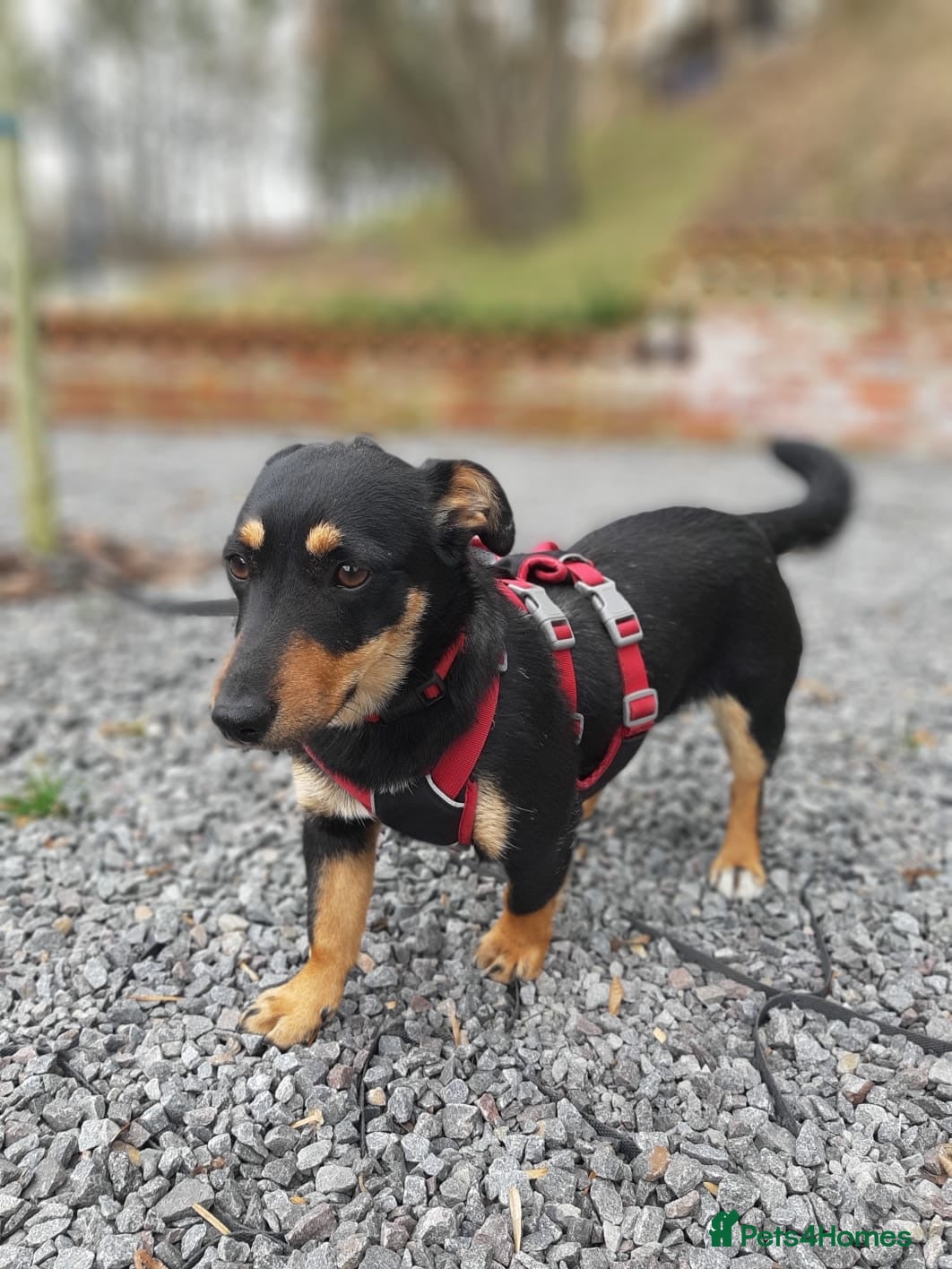 Mixed Breed dogs ❤️🐶 BETTY – THE LITTLE ONE WHO MELTS ON YOUR LAP - Advert 3