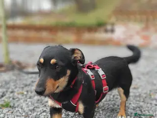 Mixed Breed dogs ❤️🐶 BETTY – THE LITTLE ONE WHO MELTS ON YOUR LAP - Advert 3