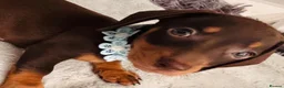 Miniature Dachshund dogs for sale: 🌟🌟Beautiful tan/fawn miniature dachshund🌟 🌟 - Advert 13