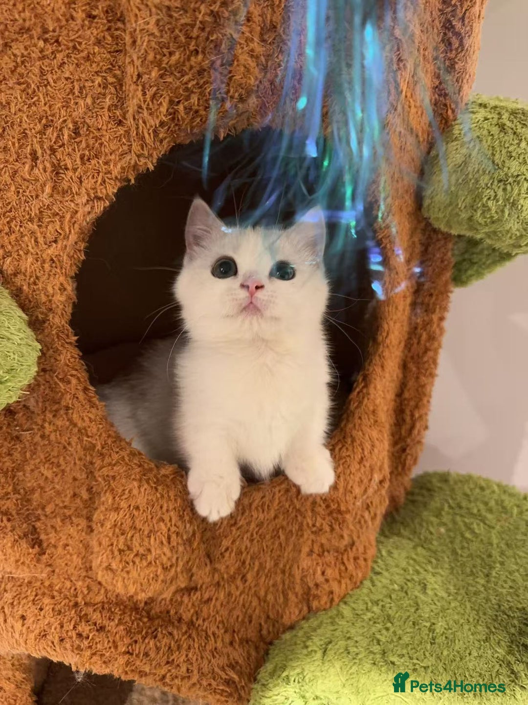 Munchkin cats for sale: Super stunning & rare Minuet - Advert 35