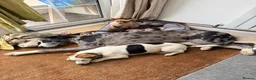 Lurcher dogs for sale: 2yo Blue Merle Lurcher, lovely kind and sweet  in Beaworthy - Advert 3