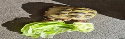 Tortoise reptiles for sale: Tortoise  in Crook - Advert 2