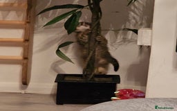 Persian cats for sale: Tabby female with full set up ready to go. - Image 15
