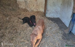 Labrador Retriever dogs for sale: Labrador puppies  - Image 5