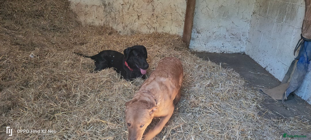 Labrador Retriever dogs for sale: Labrador puppies  - Image 5