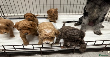 Cockapoo dogs Unique cockapoo babies 🧸 - Advert 8