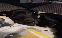 Mixed Breed dogs for sale: Cane corso mix puppy  - Image 3