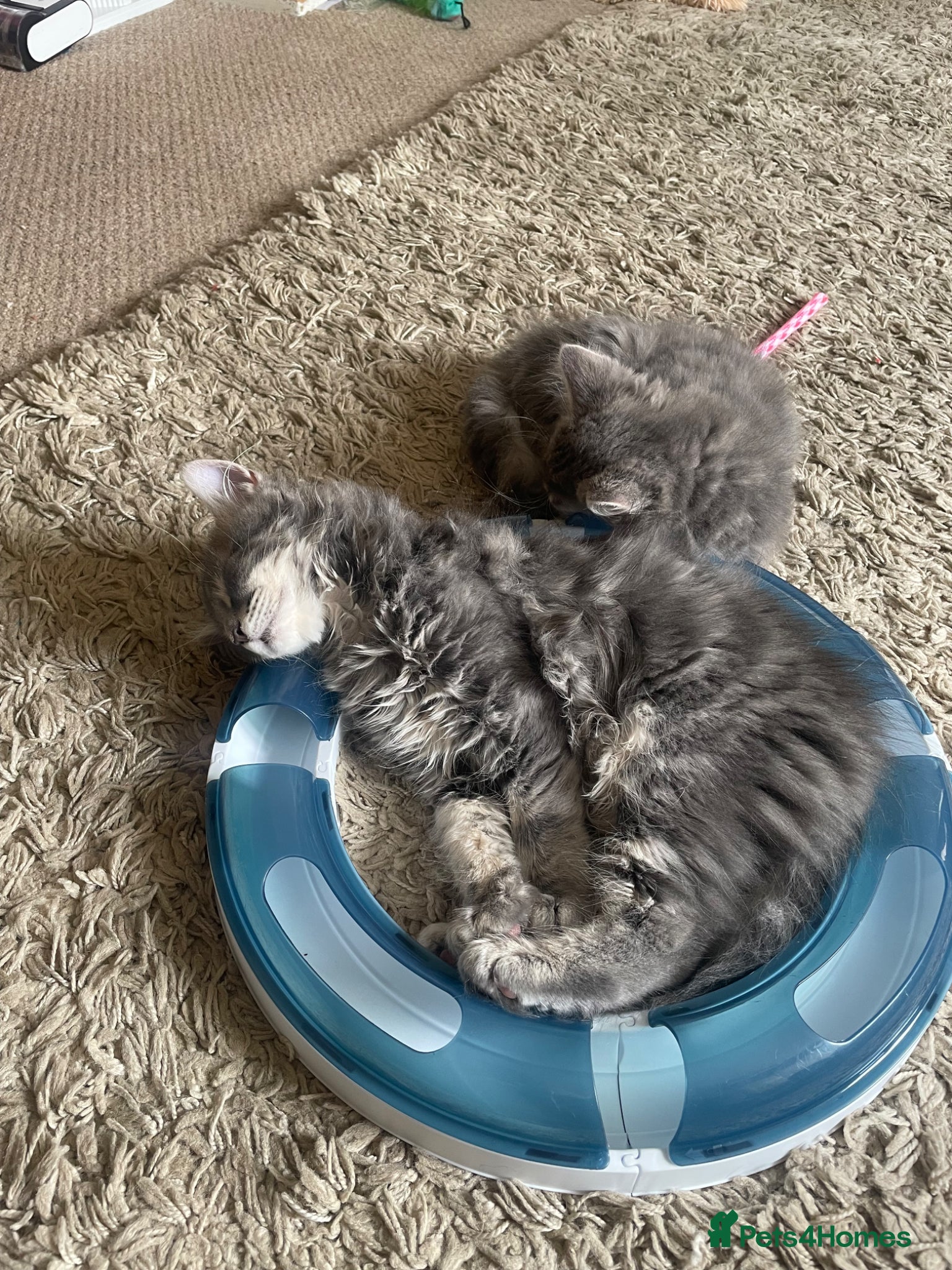 British Longhair cats Last 2 little boys  - Advert 11