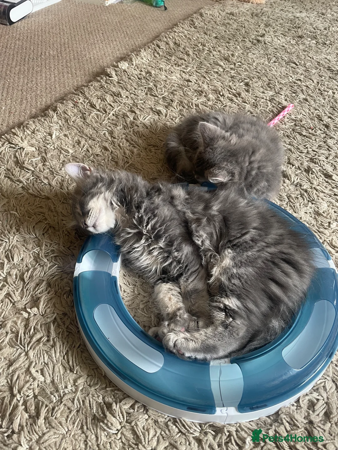 British Longhair cats for sale: Last 2 little boys  - Advert 2