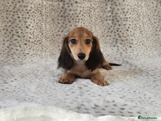 Miniature Dachshund dogs Mini Longcoat Dachshund Puppies - Advert 9