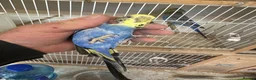 Budgerigars birds for sale: Budgies for sale  in Spalding - Advert 7