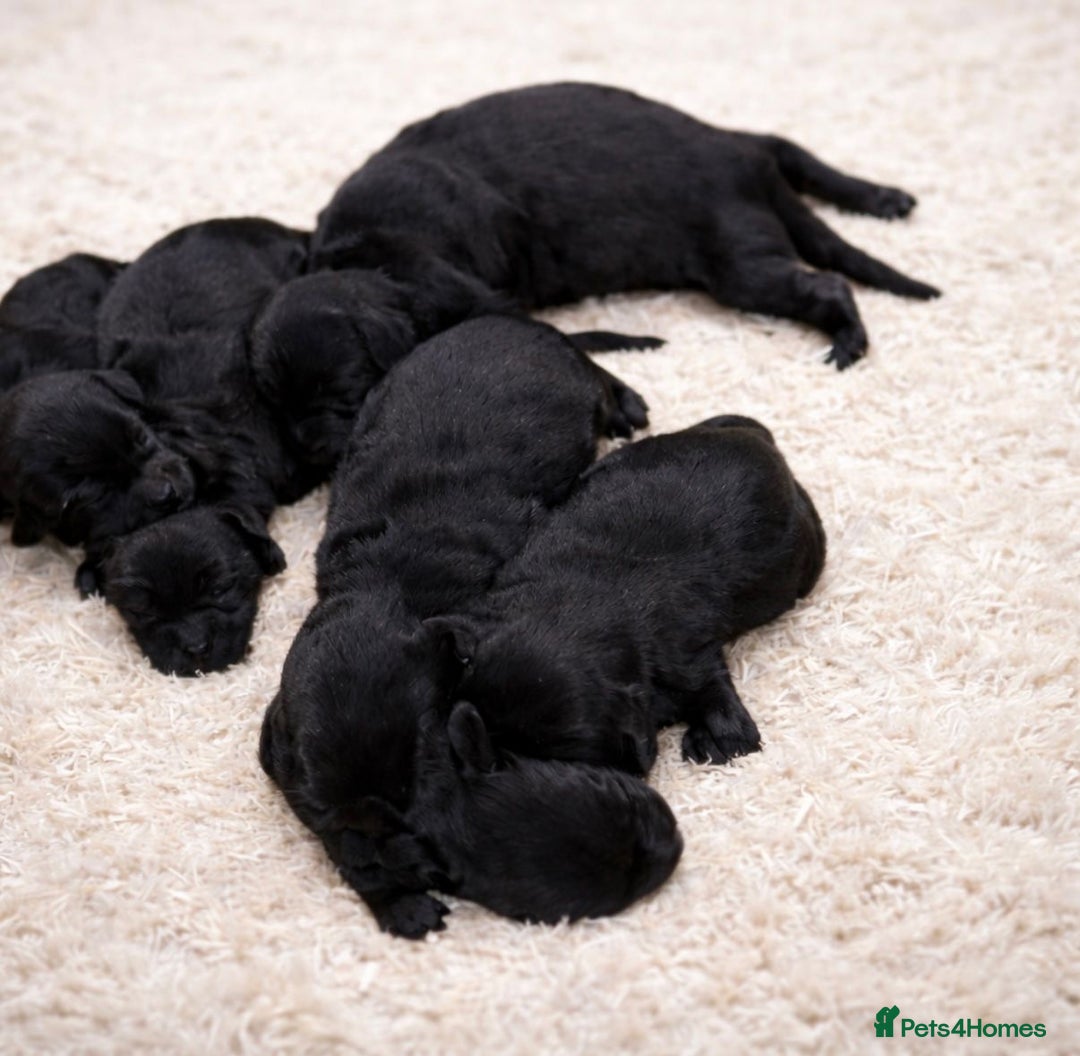 Labradoodle dogs for sale: Beautiful Champion Line F1 Labradoodle Puppies - Advert 2