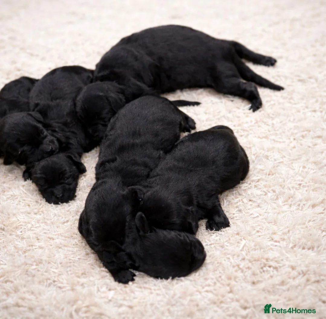 Labradoodle dogs for sale: Beautiful Champion Line F1 Labradoodle Puppies - Advert 2