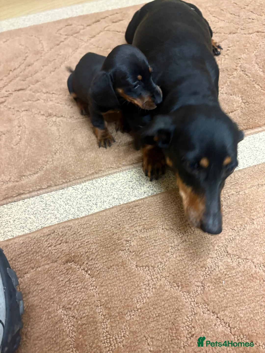 Dachshund dogs for sale: ❤️Dachshund ❤️ ready to leave now ❤️ in Runcorn - Advert 1