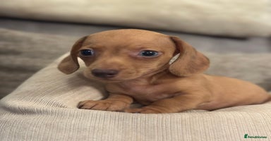 Miniature Dachshund dogs - Advert 4