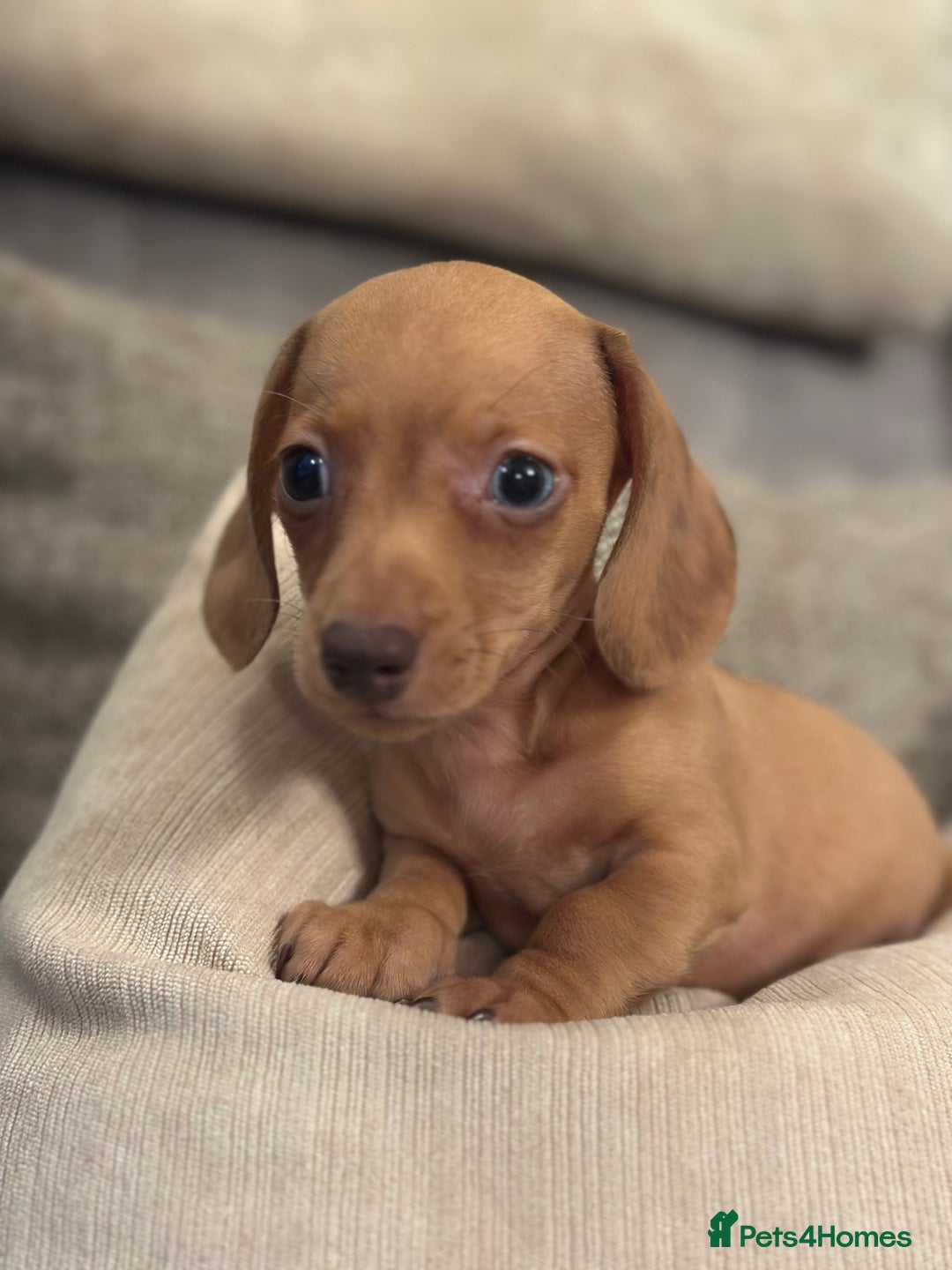 Miniature Dachshund dogs for sale: KC  miniature Daschund last boy available - Image 3