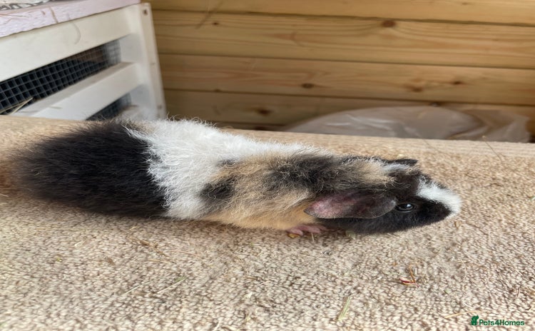 Guinea Pig rodents - Advert 16
