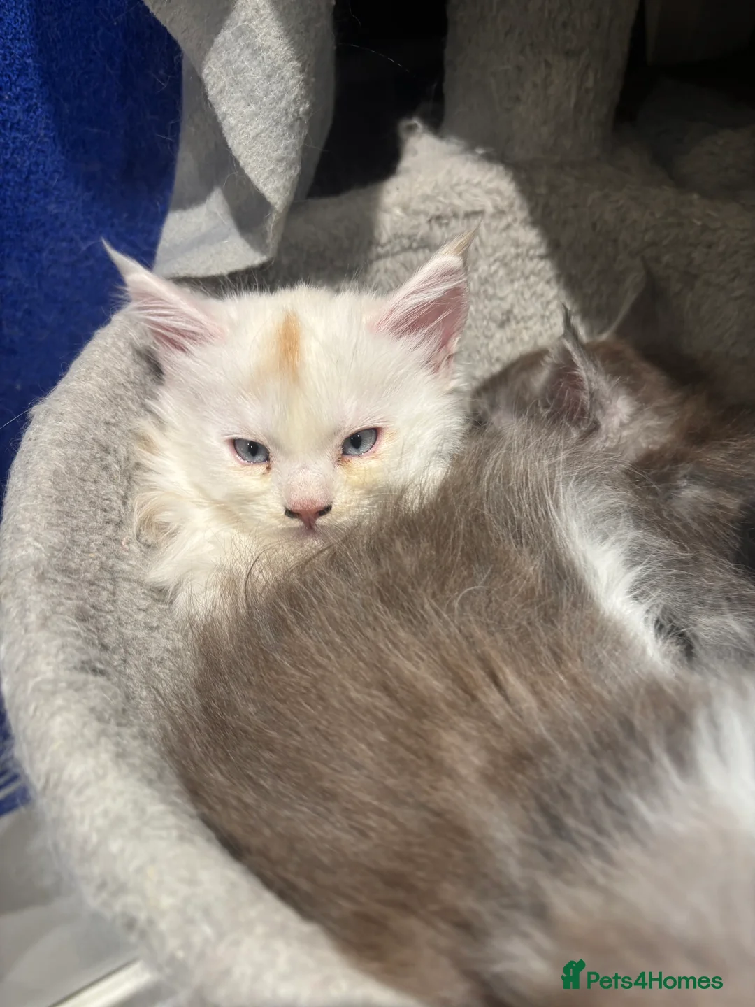 Maine Coon cats for sale: Cute Maine coon 2 boys & girl Blue eyes  - Advert 13