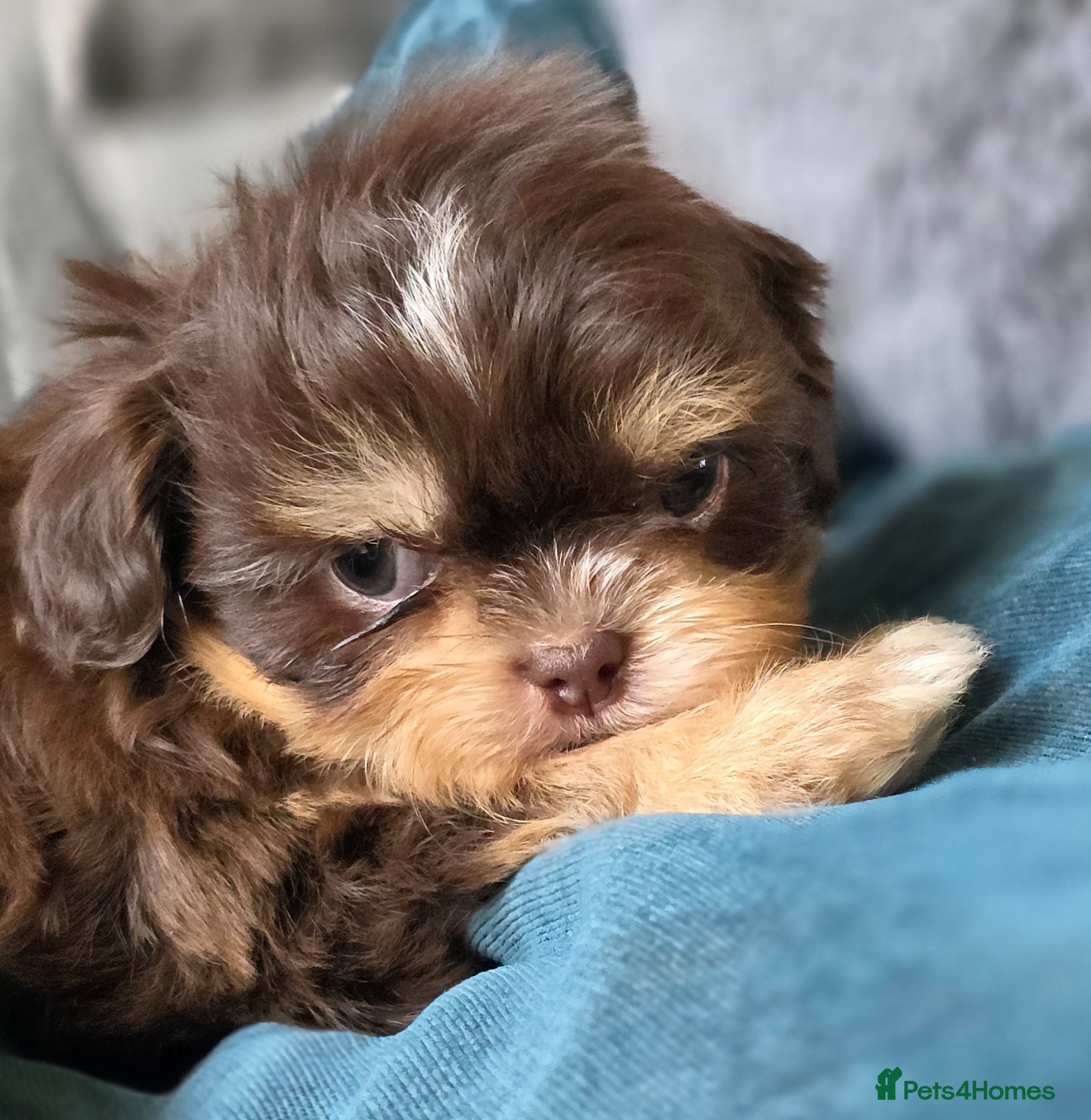 Shih Tzu dogs Stunning KC Reg imperial shih tzu puppies - Advert 1