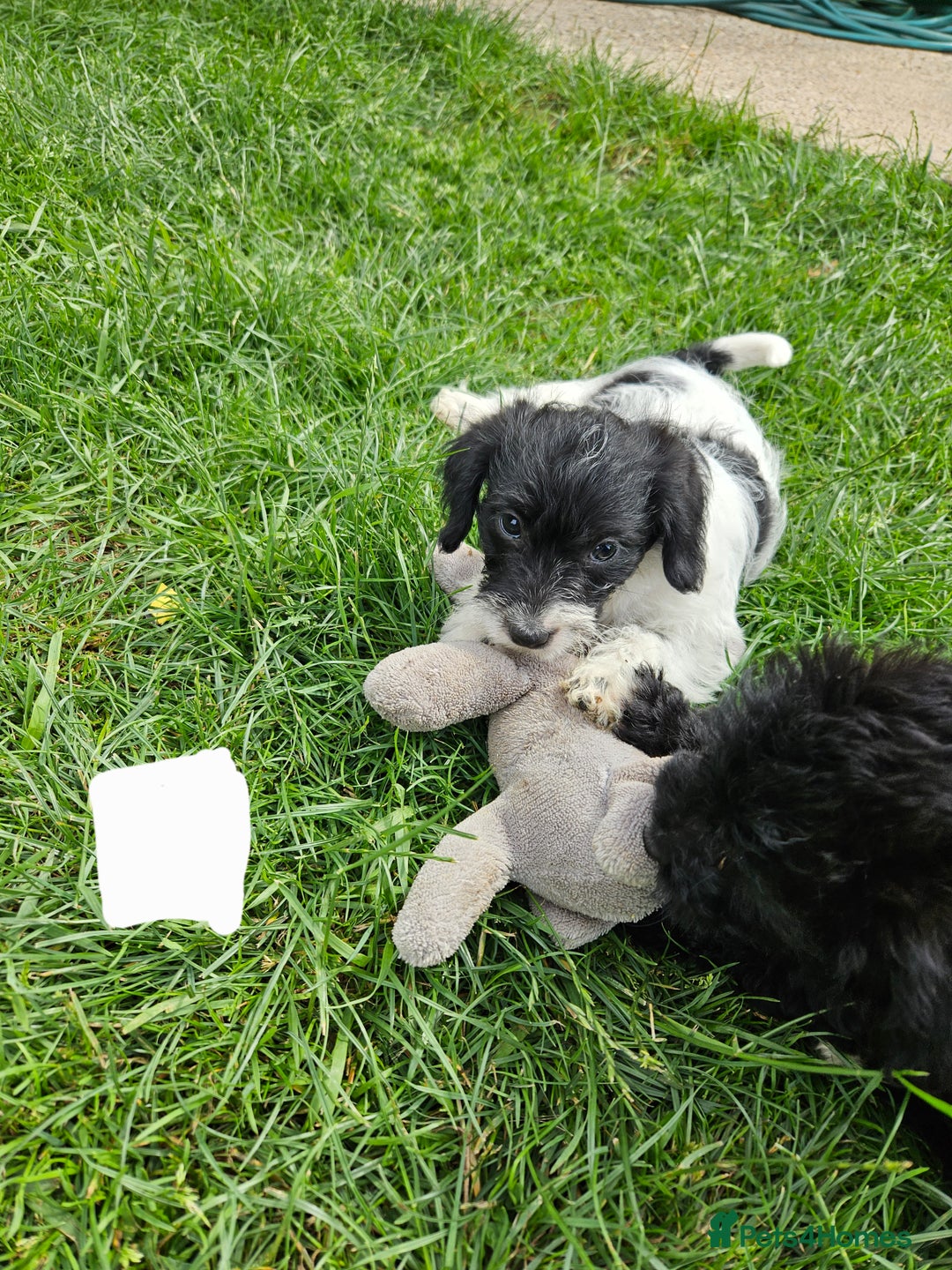 Jackapoo dogs for sale: Jackapoo puppies x7 - Image 8