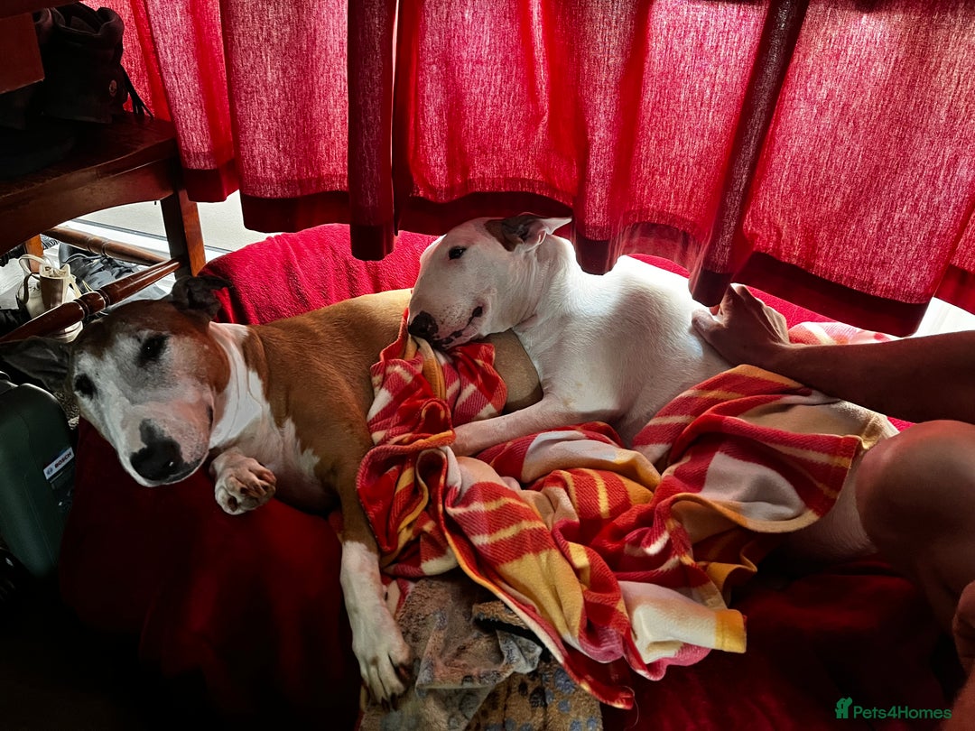 English Bull Terrier dogs for sale: Free English Bull terrier looking for a new home - Image 3