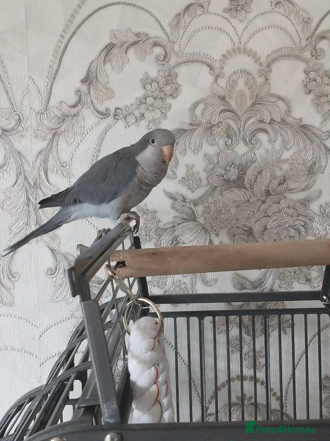 Parakeets birds for sale: Grey/blue quaker parrot - Advert 1