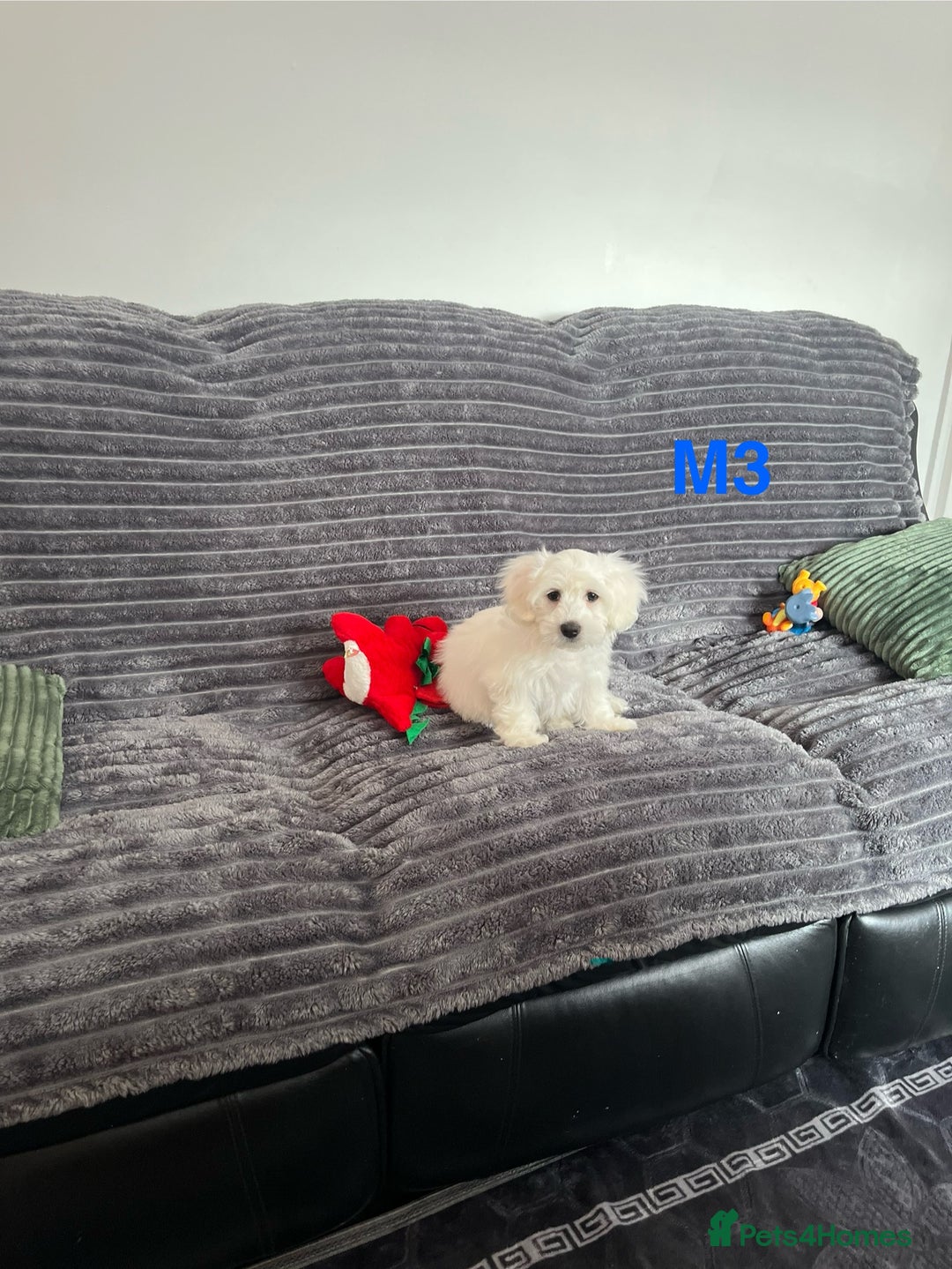 Maltese dogs for sale: Bichon puppies  in Coventry - Image 8