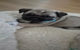 Pug dogs for sale: chipped✔️ 1st vac✔️ 2nd vac✔️ vet health check✔️  - Image 8