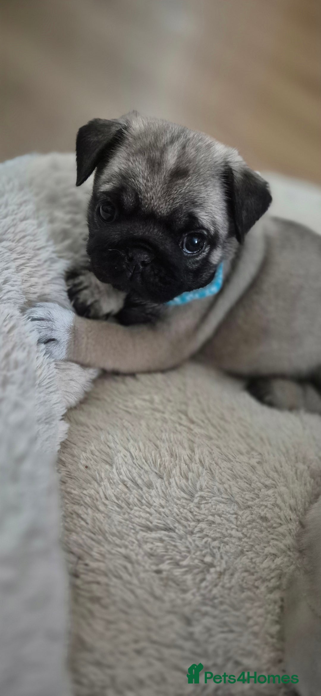 Pug dogs for sale: chipped✔️ 1st vac✔️ 2nd vac✔️ vet health check✔️  - Image 8