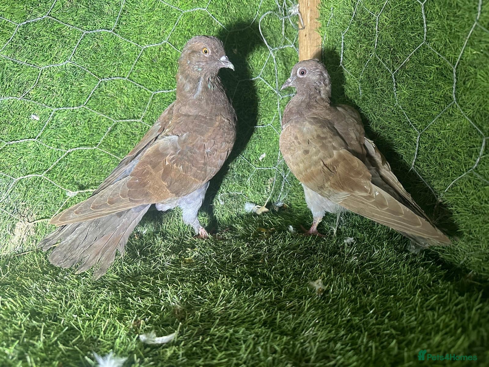 Pigeons birds Beautiful Vaccinated Pigeons – Quick Sale £20 - Advert 2